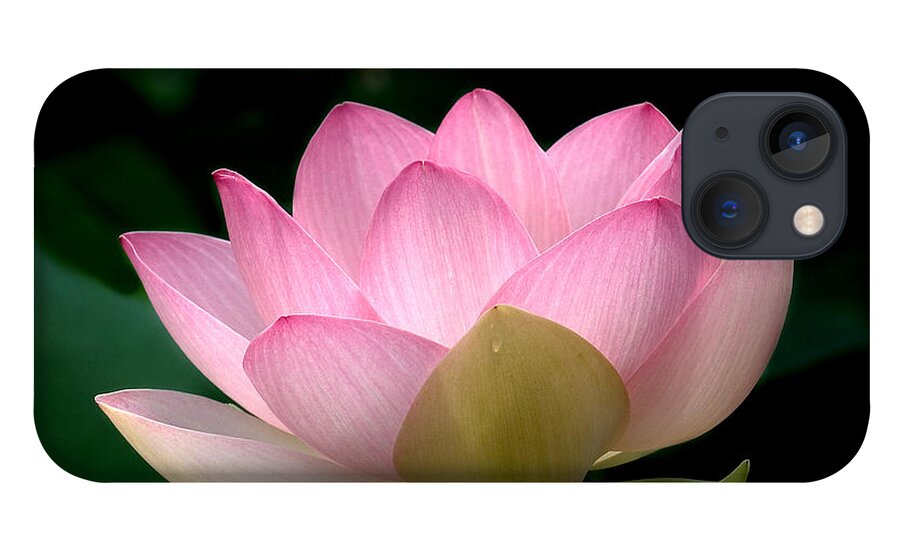 Nature iPhone 13 Case featuring the photograph Lotus Beauty--Blushing DL003 by Gerry Gantt