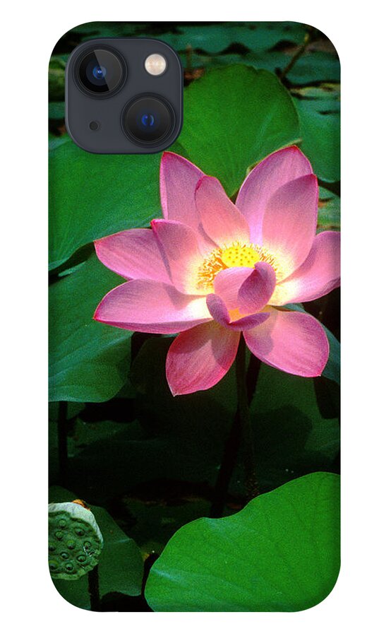 Nature iPhone 13 Case featuring the photograph Lotus Flower and Capsule 24A by Gerry Gantt