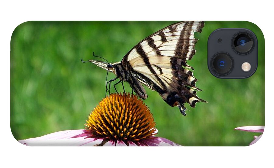 Butterflies iPhone 13 Case featuring the photograph Lunch Time by Dorrene BrownButterfield