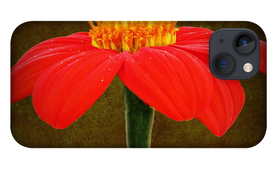 Magenta iPhone 13 Case featuring the photograph Magenta Zinnia Flower by David Dehner