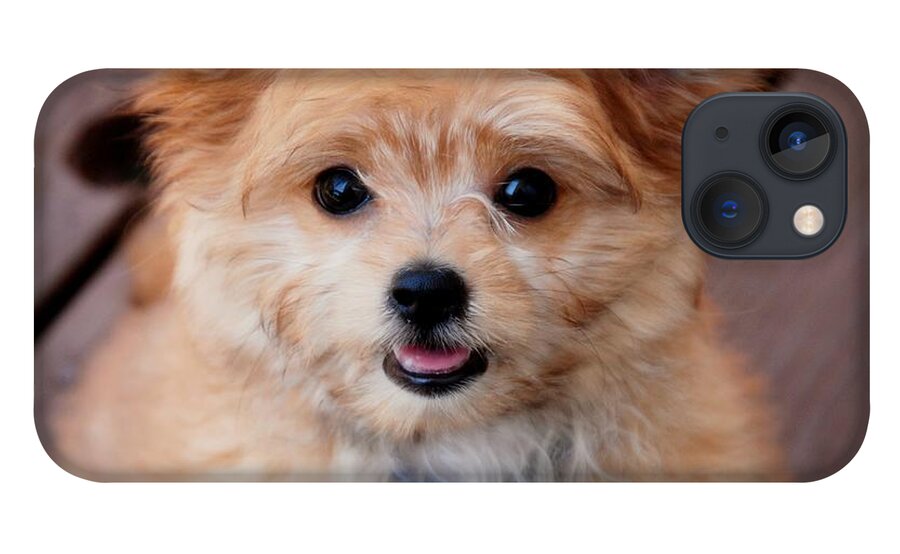 Mi-ki iPhone 13 Case featuring the photograph Mi-Ki Puppy by Angie Tirado