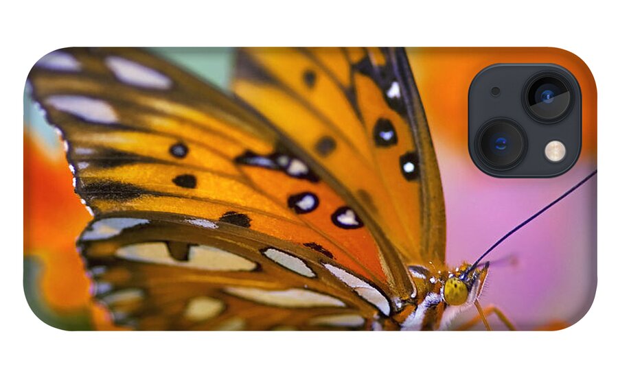 Butterfly iPhone 13 Case featuring the photograph Morning Butterfly by Joel Olives