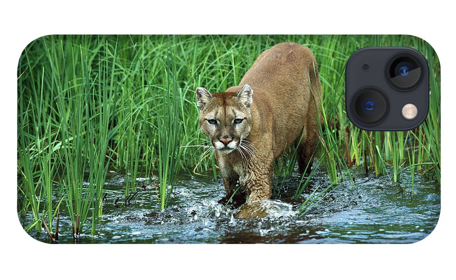 Mp iPhone 13 Case featuring the photograph Mountain Lion Puma Concolor Wading by Konrad Wothe