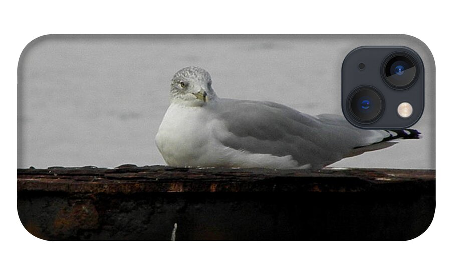 Seagull iPhone 13 Case featuring the photograph My Spot by Kim Galluzzo