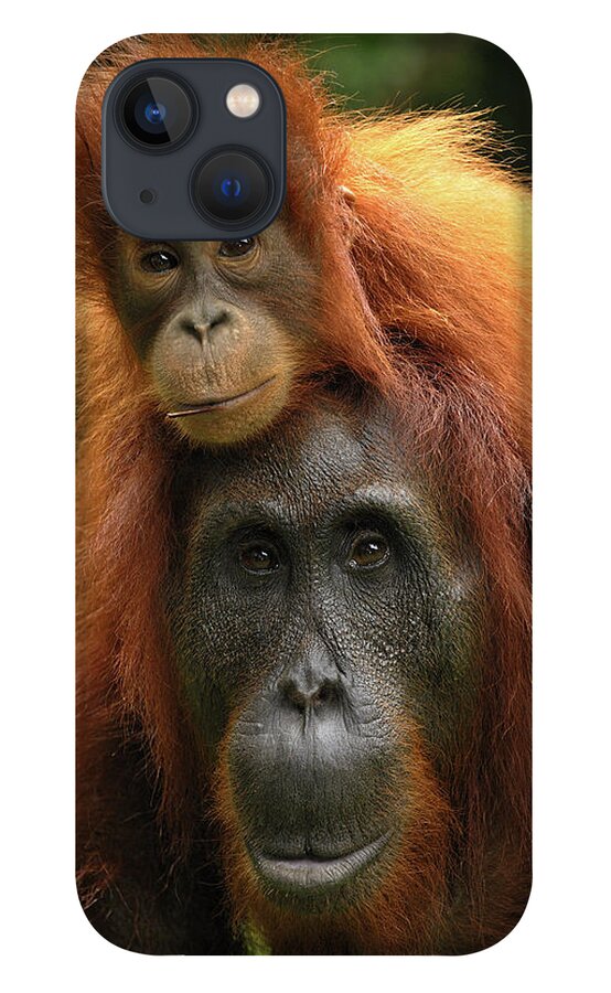 Mp iPhone 13 Case featuring the photograph Orangutan Pongo Pygmaeus Female by Thomas Marent
