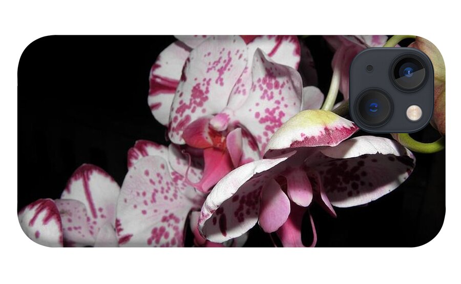 Orchid iPhone 13 Case featuring the photograph Orchids Gone Wild by Kim Galluzzo