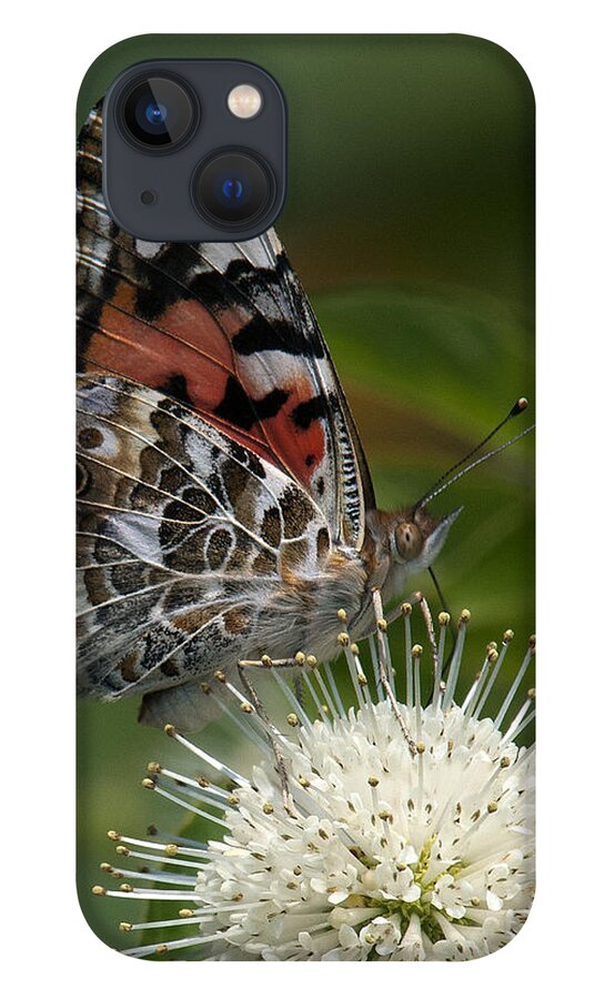 Study iPhone 13 Case featuring the photograph Painted Lady Butterfly DIN049 by Gerry Gantt