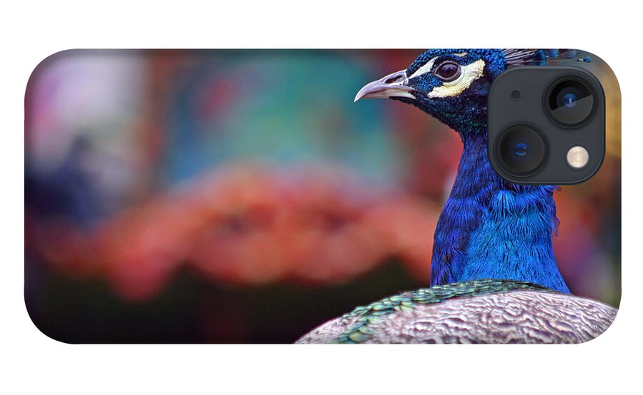 Zoo iPhone 13 Case featuring the photograph Peacock and Carousel by David Rucker