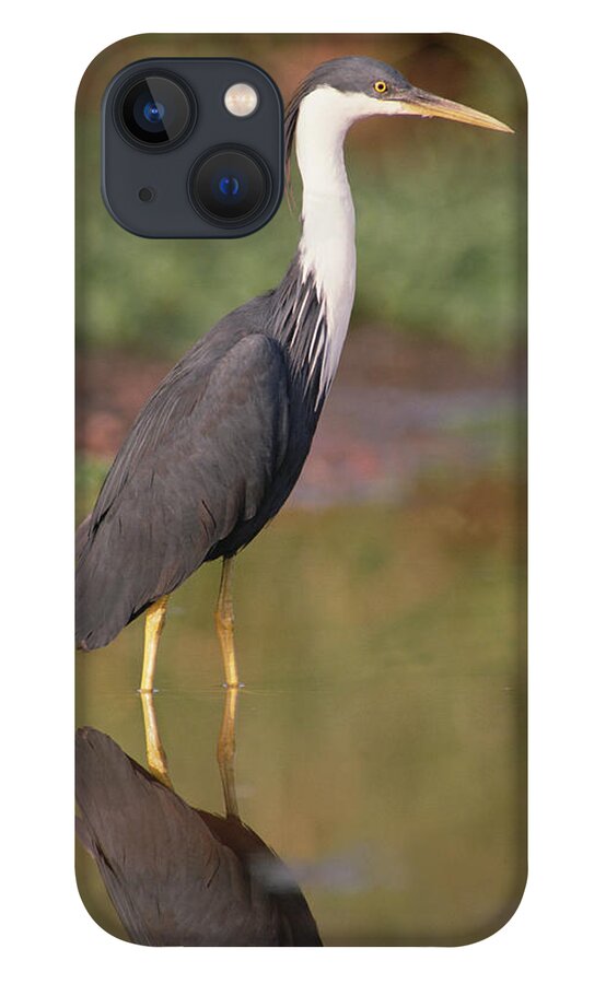 Mp iPhone 13 Case featuring the photograph Pied Heron Ardea Picata Wading by Gerry Ellis
