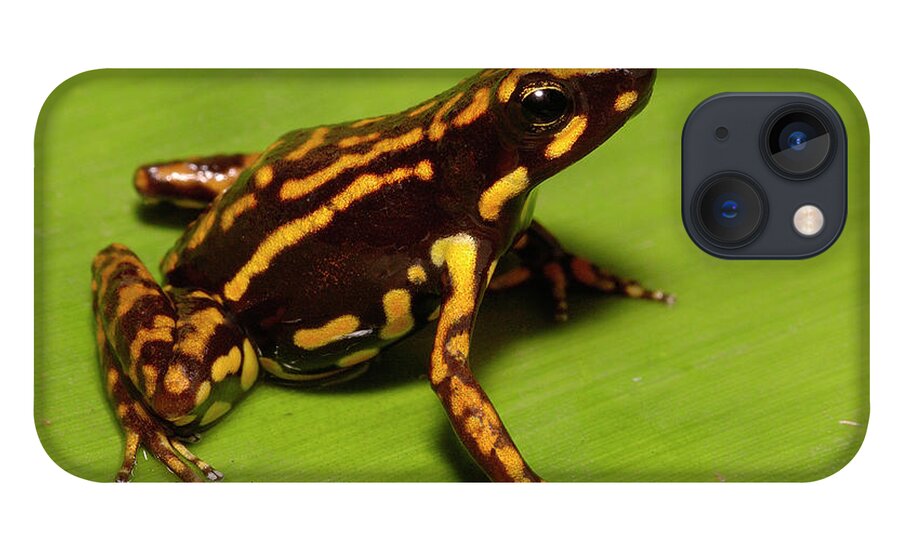 Mp iPhone 13 Case featuring the photograph Poison Dart Frog Epipedobates Sp New by Pete Oxford