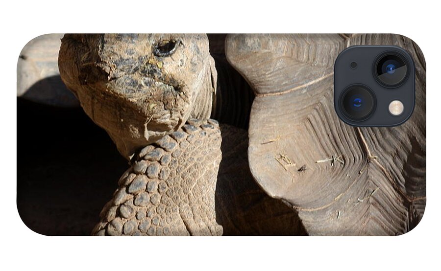 Tortoise iPhone 13 Case featuring the photograph Posing For Pictures by Kim Galluzzo Wozniak