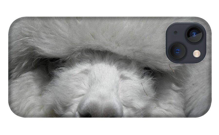 Alpaca iPhone 13 Case featuring the photograph Powder Puff Peruvian by Kim Galluzzo