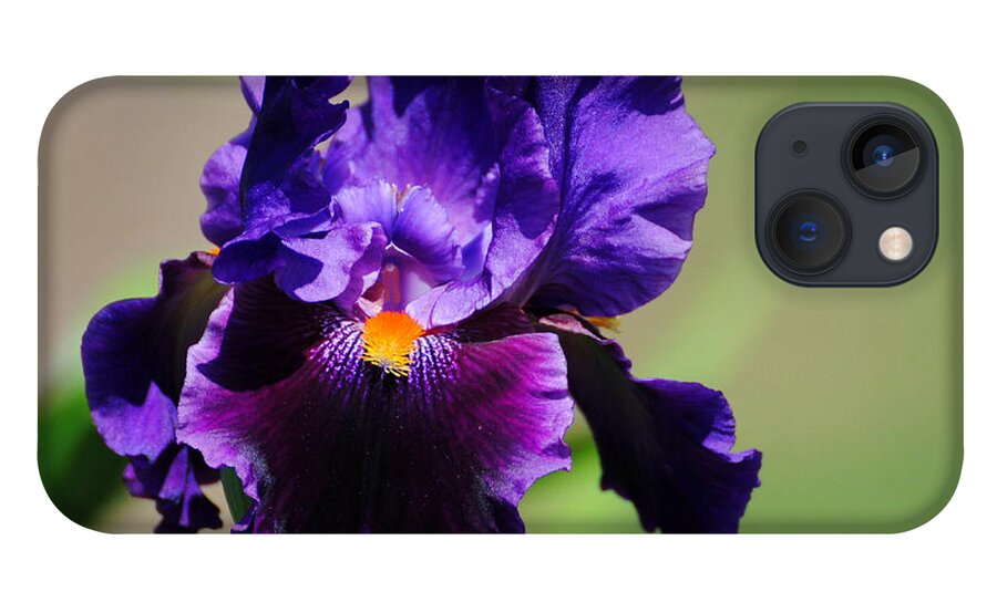 Beautiful Iris iPhone 13 Case featuring the photograph Purple and Orange Iris 2 by Jai Johnson