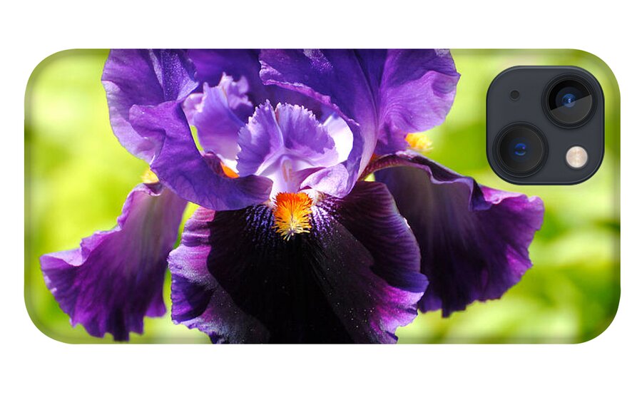 Flower iPhone 13 Case featuring the photograph Purple and Orange Iris by Jai Johnson