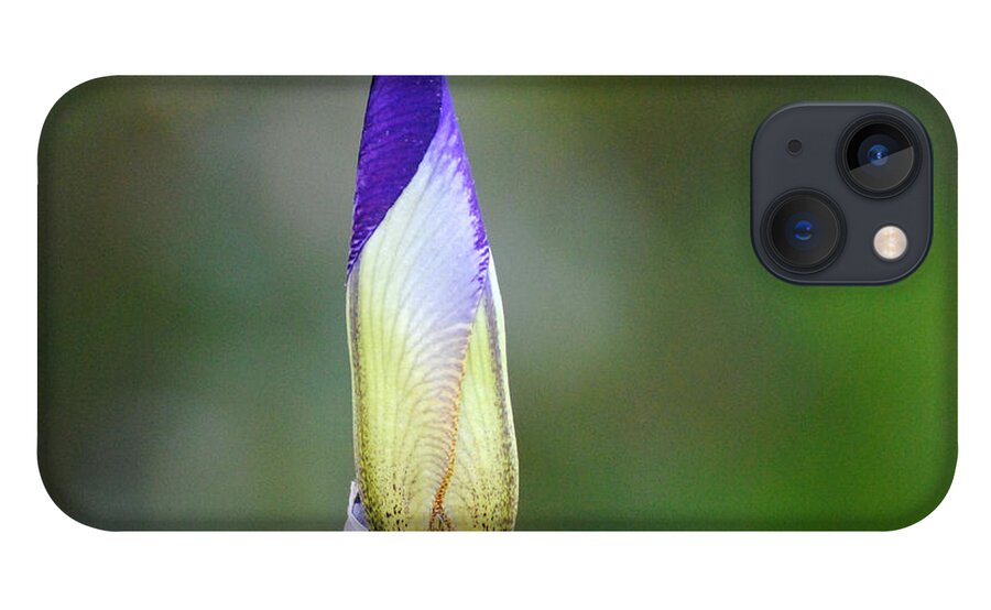 Beautiful Iris iPhone 13 Case featuring the photograph Purple and Yellow Iris Flower Bud by Jai Johnson