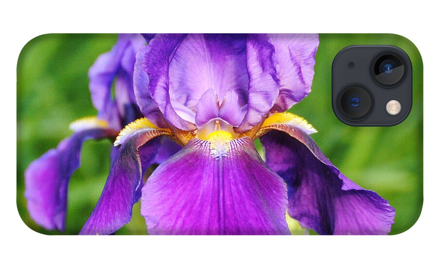 Beautiful Iris iPhone 13 Case featuring the photograph Purple and Yellow Iris Flower by Jai Johnson