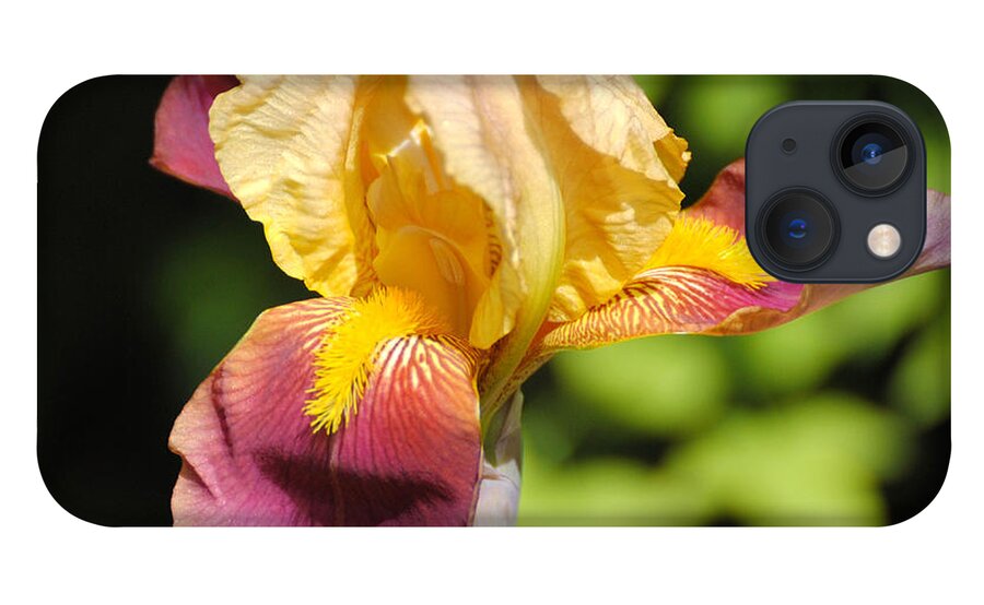 Beautiful iPhone 13 Case featuring the photograph Purple and Yellow Iris II by Jai Johnson
