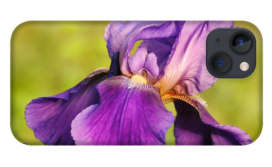 Beautiful Iris iPhone 13 Case featuring the photograph Purple and Yellow Iris by Jai Johnson