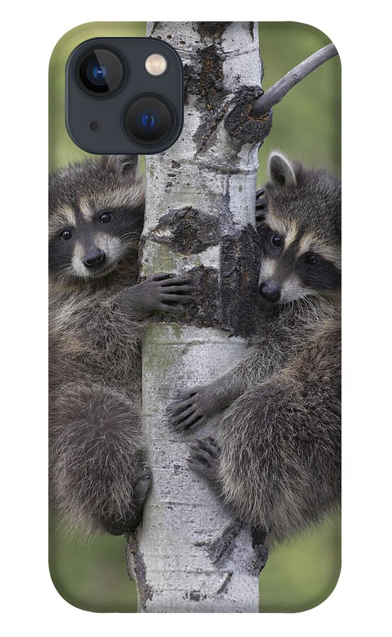 00176521 iPhone 13 Case featuring the photograph Raccoon Two Babies Climbing Tree North by Tim Fitzharris