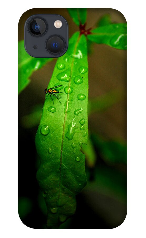 Leaf iPhone 13 Case featuring the photograph Rain by David Weeks
