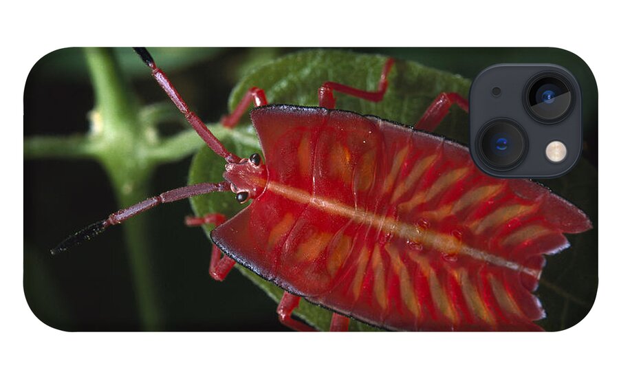 Mp iPhone 13 Case featuring the photograph Red Stink Bug Pycanum Rubeus, Northeast by Gerry Ellis