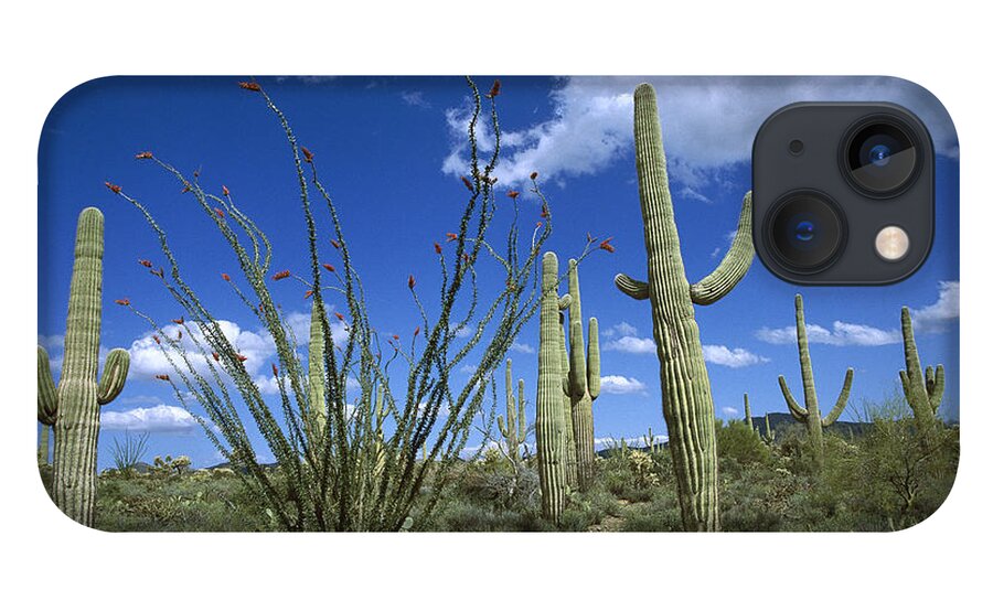 Mp iPhone 13 Case featuring the photograph Saguaro Carnegiea Gigantea Cactus by Tom Vezo