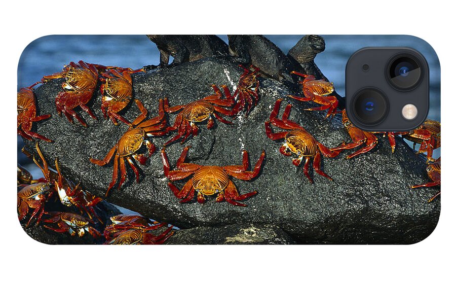Mp iPhone 13 Case featuring the photograph Sally Lightfoot Crab Grapsus Grapsus by Tui De Roy
