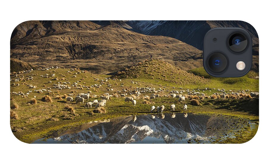 00486209 iPhone 13 Case featuring the photograph Sheep In Alpine Meadow Rakaia Valley by Colin Monteath