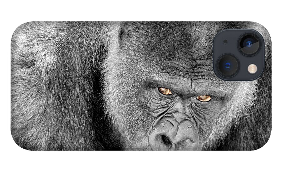 Ape iPhone 13 Case featuring the photograph Silverback Staredown by Jason Politte