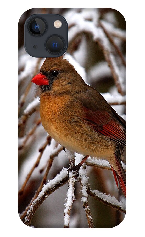 Nature iPhone 13 Case featuring the photograph Snowbirds--Cardinal DSB025 by Gerry Gantt