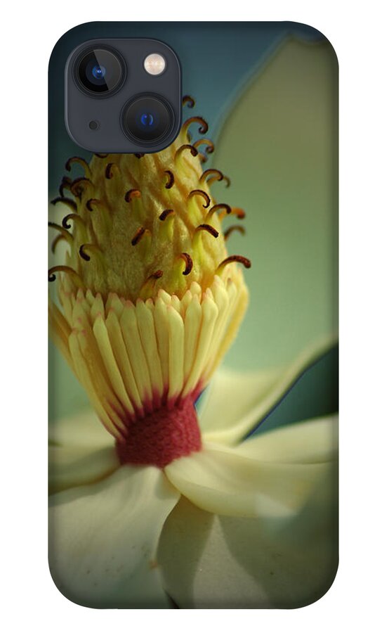 Magnolia iPhone 13 Case featuring the photograph Southern Magnolia Flower by David Weeks