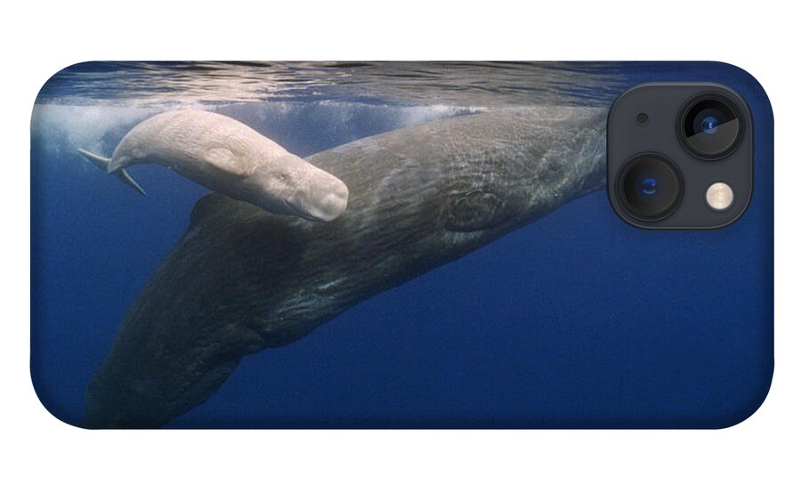 00114551 iPhone 13 Case featuring the photograph Sperm Whale Mother And White Calf by Flip Nicklin