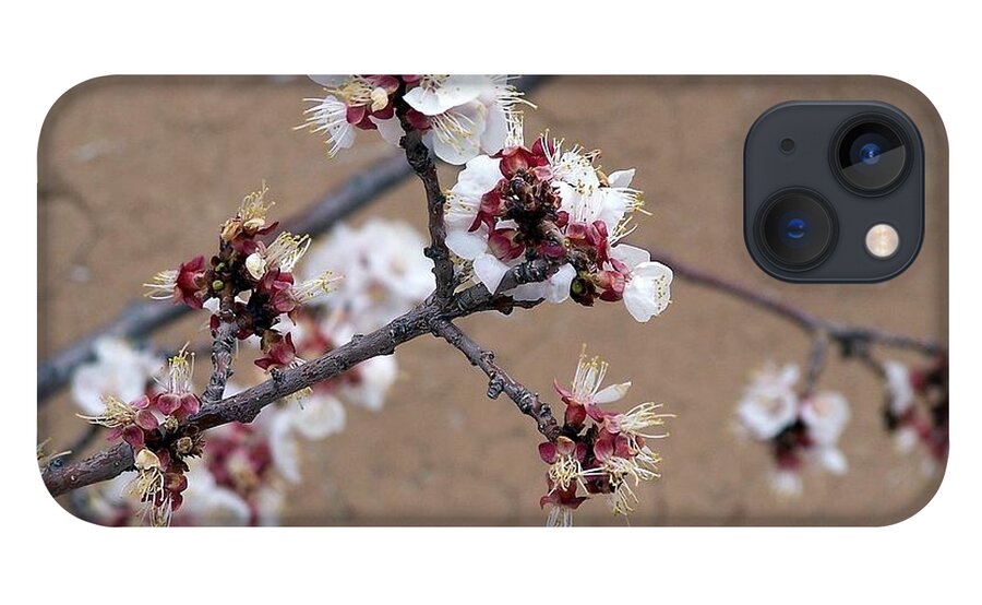 Trees iPhone 13 Case featuring the photograph Spring Promises by Dorrene BrownButterfield