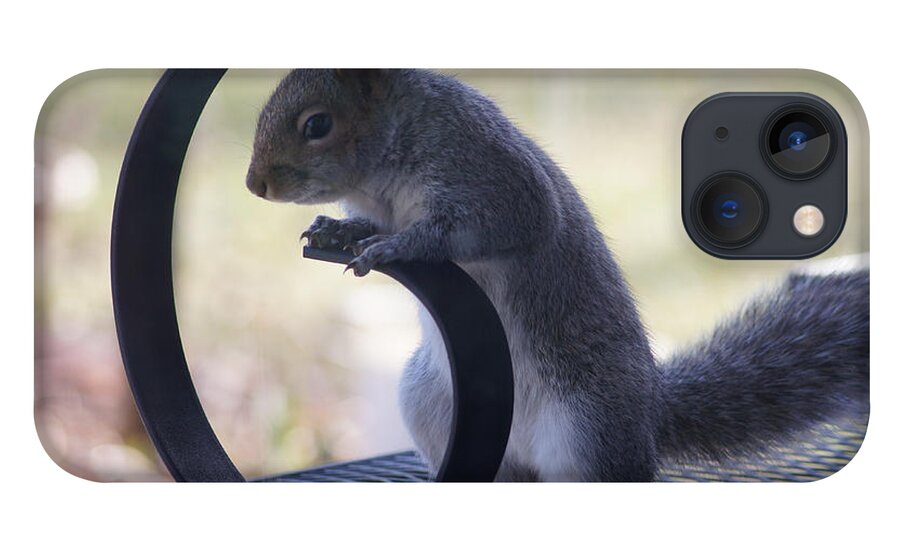 Squirrel iPhone 13 Case featuring the photograph Sqwirl by Robert E Alter Reflections of Infinity LLC