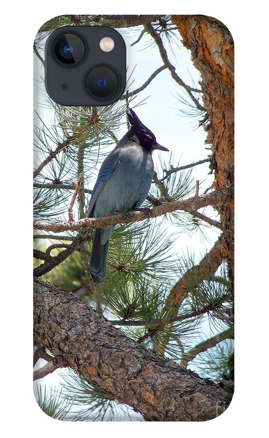Birds iPhone 13 Case featuring the photograph Stellar's Jay by Dorrene BrownButterfield