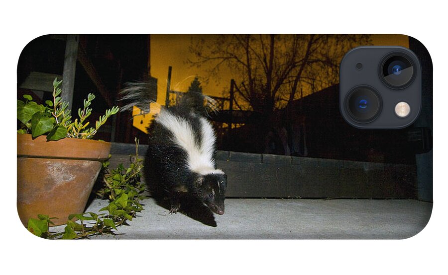 00442994 iPhone 13 Case featuring the photograph Striped Skunk In Backyard At Night by Sebastian Kennerknecht