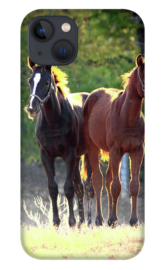 Thorougbred Race Horse iPhone 13 Case featuring the photograph 'Sunlight Babies' by PJQandFriends Photography