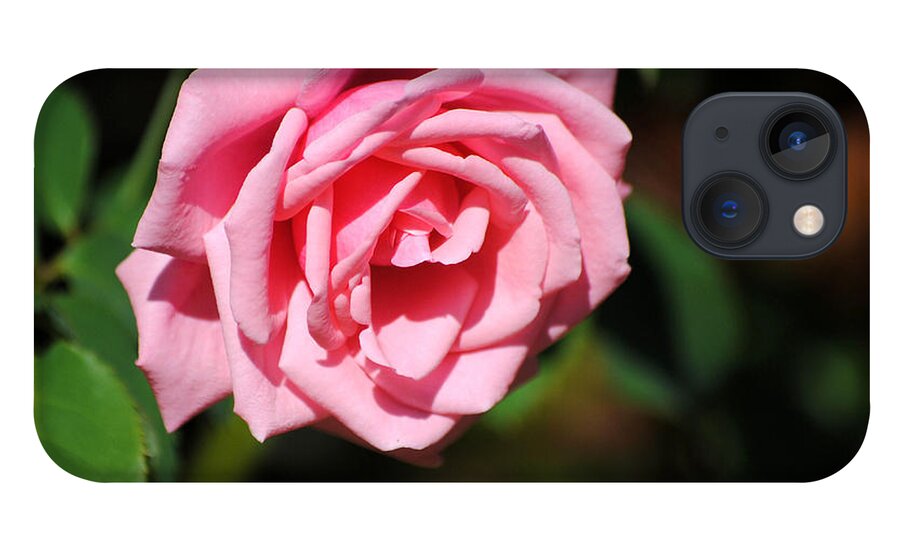 Autumn iPhone 13 Case featuring the photograph The Last Rose by Jai Johnson