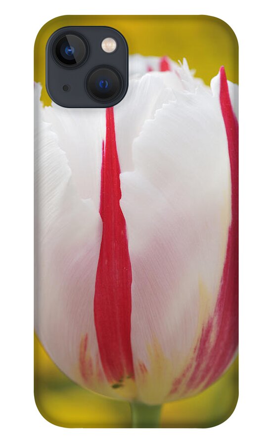 Tulip iPhone 13 Case featuring the photograph Tulip white and red by Matthias Hauser