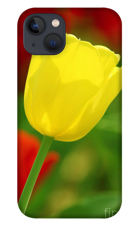 Tulip iPhone 13 Case featuring the photograph Tulipan Amarillo by Francisco Pulido
