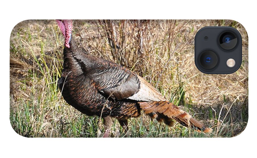 Turkey iPhone 13 Case featuring the photograph Turkey in the Straw by Dorrene BrownButterfield