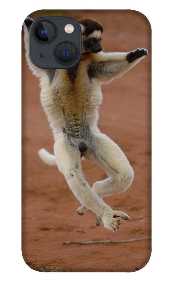 Mp iPhone 13 Case featuring the photograph Verreauxs Sifaka Propithecus Verreauxi by Pete Oxford