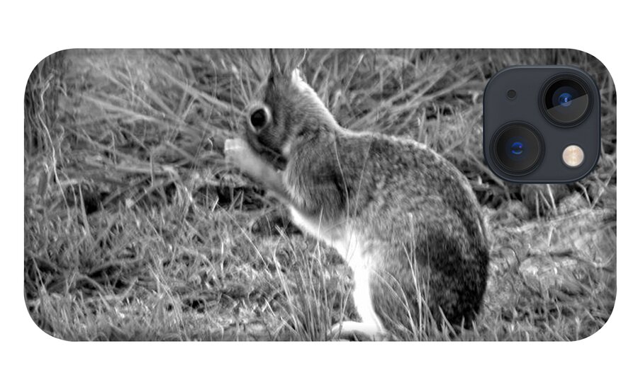 Bunny iPhone 13 Case featuring the photograph Wash Time by Kim Galluzzo