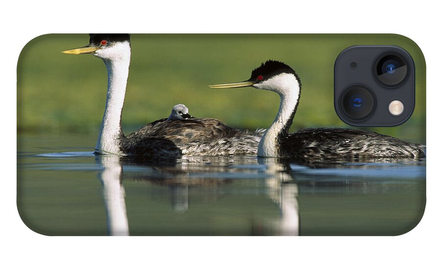 00171959 iPhone 13 Case featuring the photograph Western Grebe Couple With One Parent by Tim Fitzharris