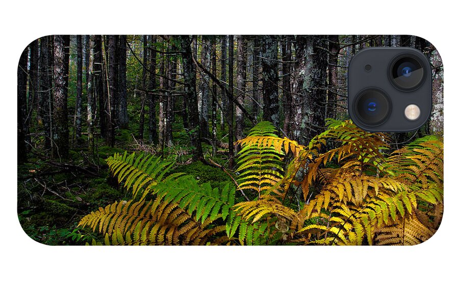 2012 iPhone 13 Case featuring the photograph Where the Ferns Grow by Ronald Lutz