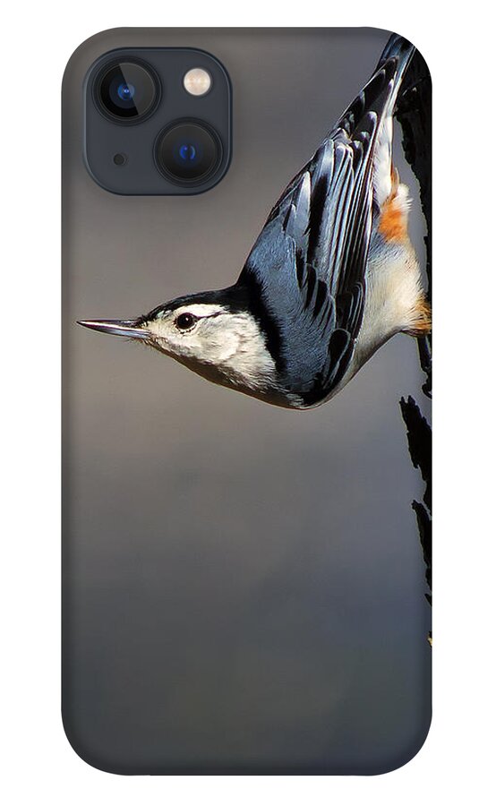 Bird iPhone 13 Case featuring the photograph White-Breasted Nuthatch by Bill and Linda Tiepelman