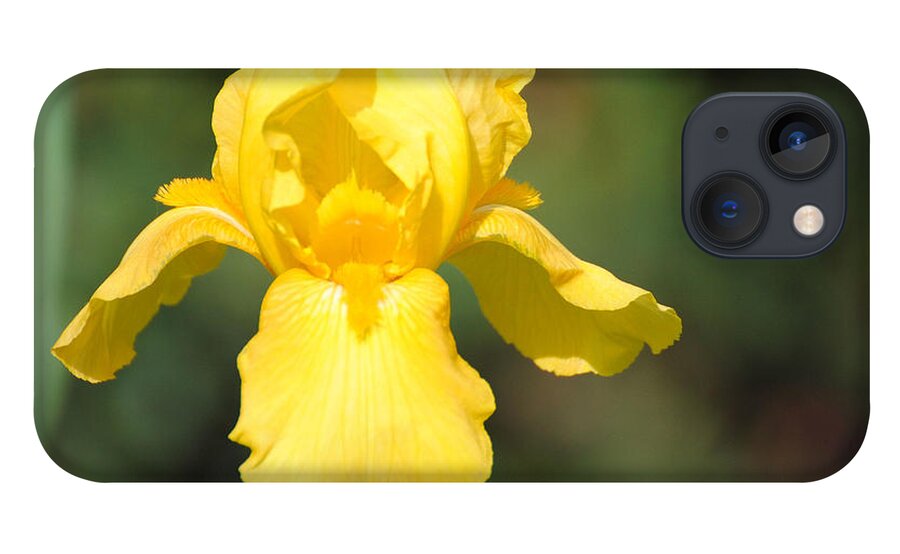Flower iPhone 13 Case featuring the photograph Yellow Iris by Jai Johnson