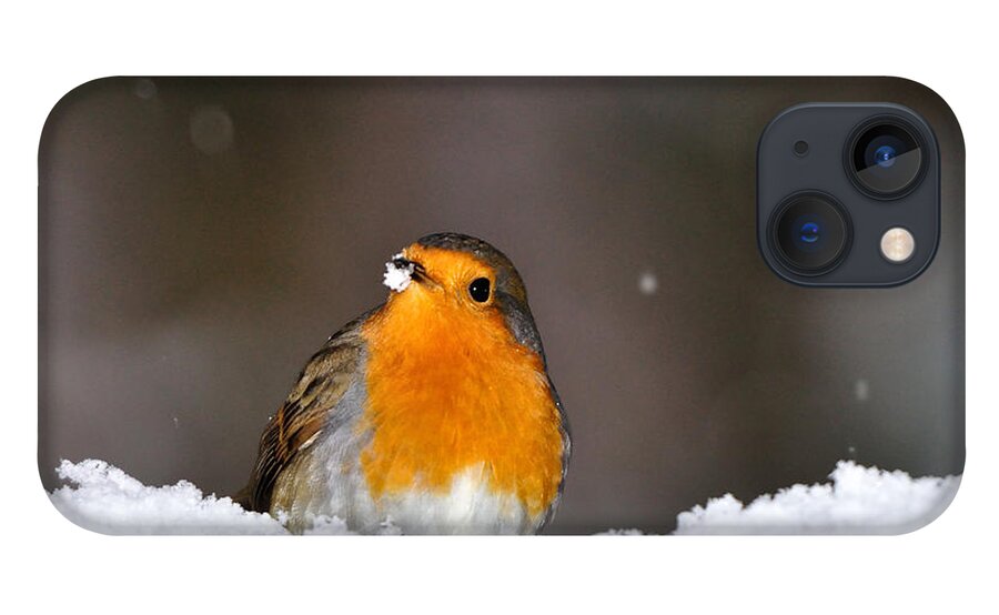 Robin In Snow iPhone 13 Case featuring the photograph Robin in the Snow by Gavin Macrae