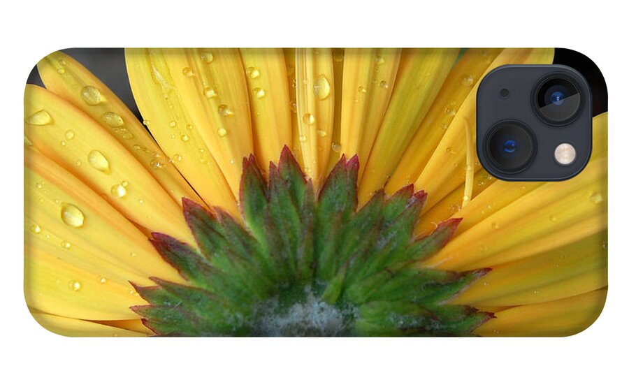 Flowers iPhone 13 Case featuring the photograph Water drops on Gerbera Daisy by Amy Fose