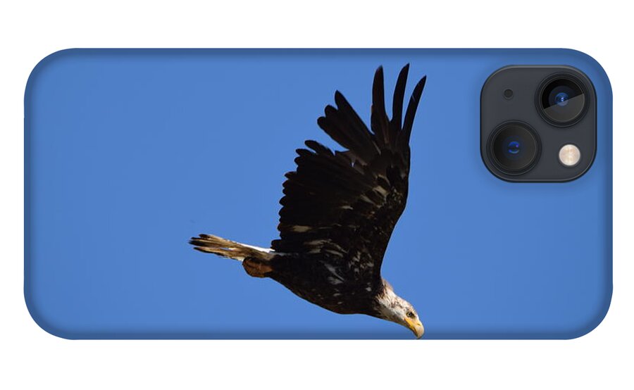 Bald Eagle Juvenile iPhone 13 Case featuring the photograph Bald Eagle Juvenile Burgess Res CO by Margarethe Binkley